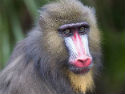 Interparking is sponsoring a mandrill